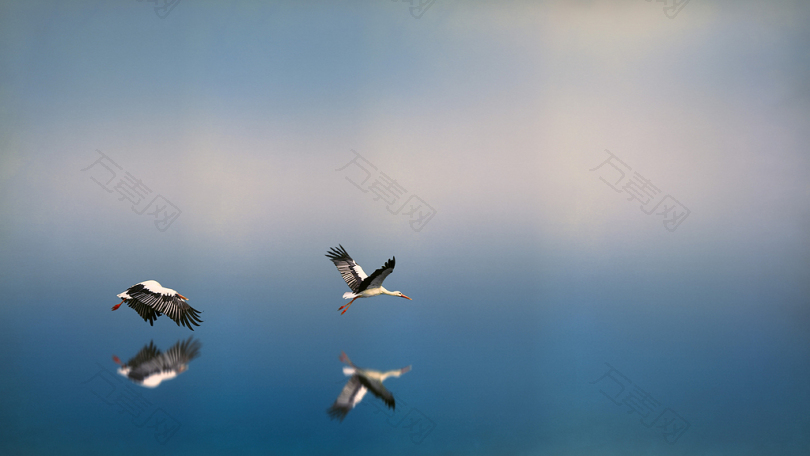两只黑白相间的鸟儿飞到水面上反射自我