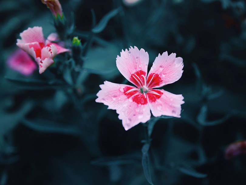 粉红色和红色花瓣的聚焦照片