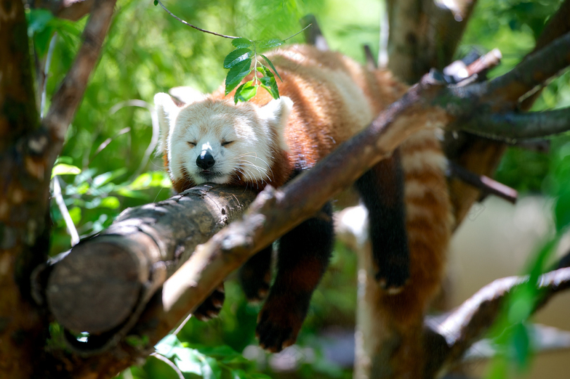 躺在棕色树枝上的大熊猫