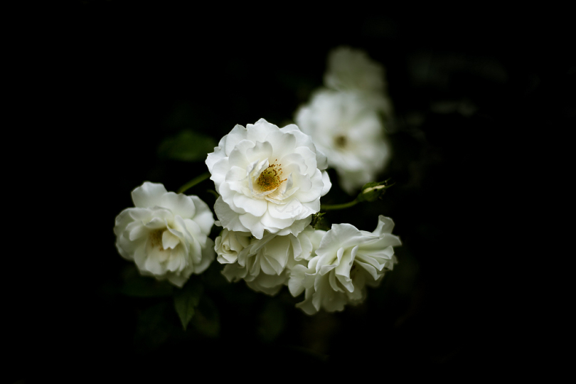 白玫瑰花的选择性聚焦摄影
