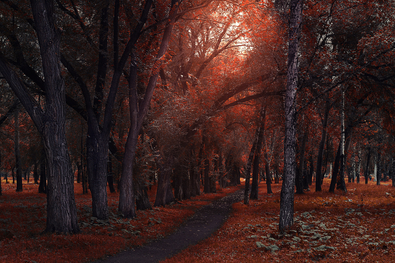 树秋季木材公园景观户外如诗如画道路性质路环境