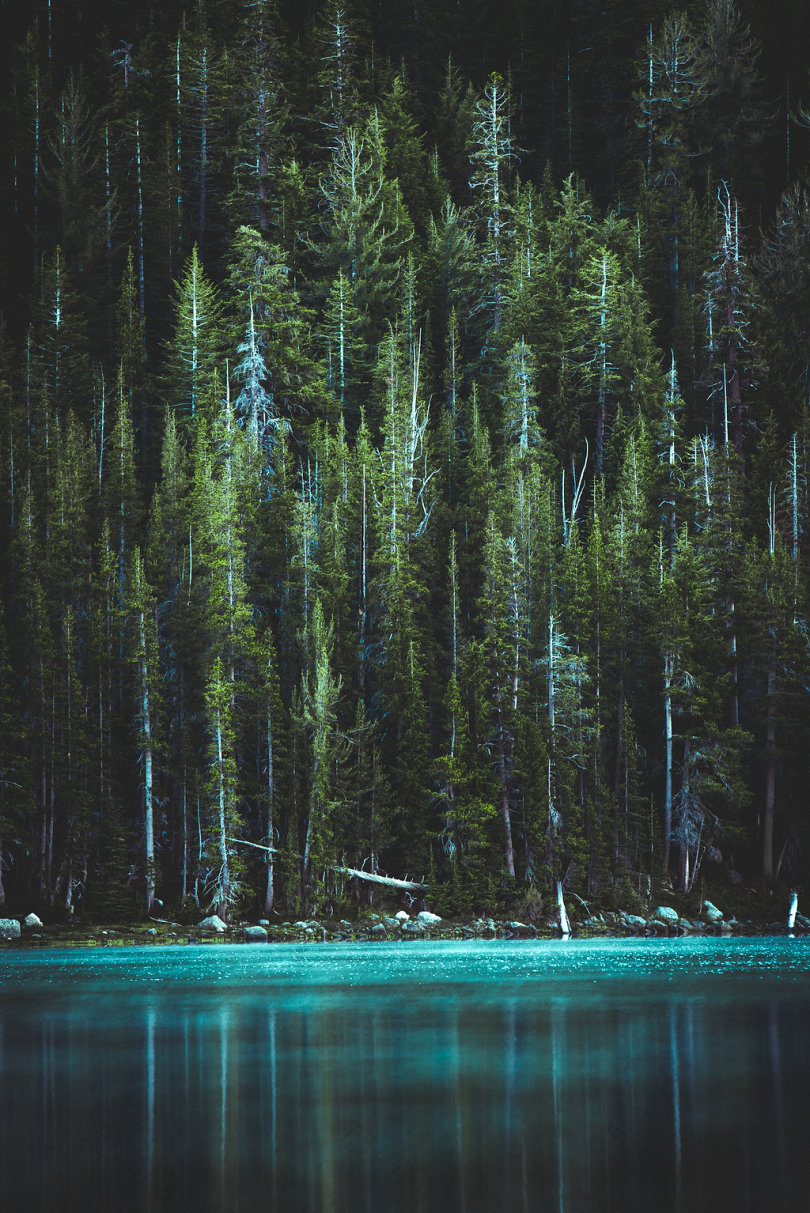 松树与蓝湖