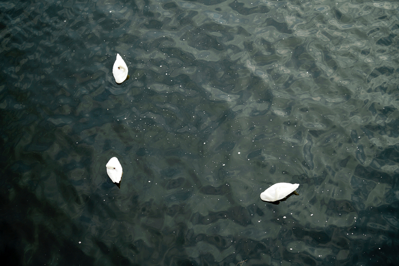 在湖中漂浮的三只天鹅的无人机拍摄