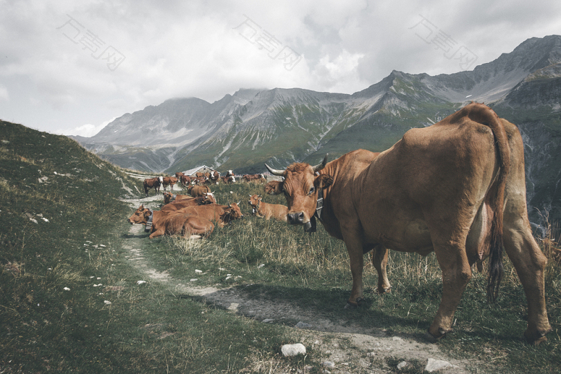 靠近山路的棕色牛群