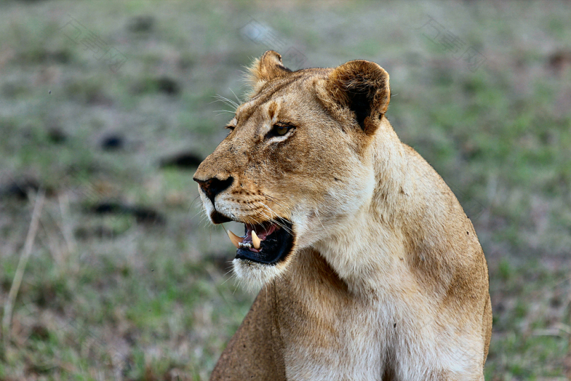 棕色母狮的浅聚焦摄影