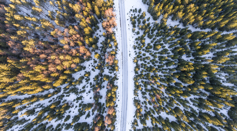 冬天大雪后的松树林