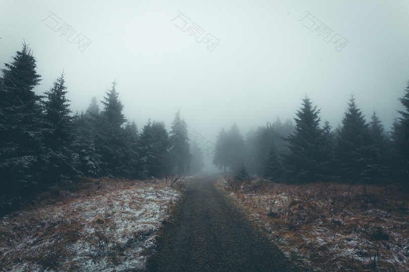 树神秘黑暗施恩瓦尔德森林内贝尔户外徒步旅行山雪冬天寒冷自然心情雾