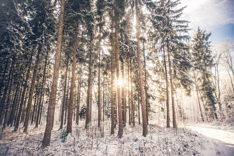 白天白雪覆盖的树木