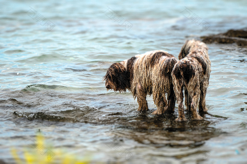 两条湿狗站在岸上