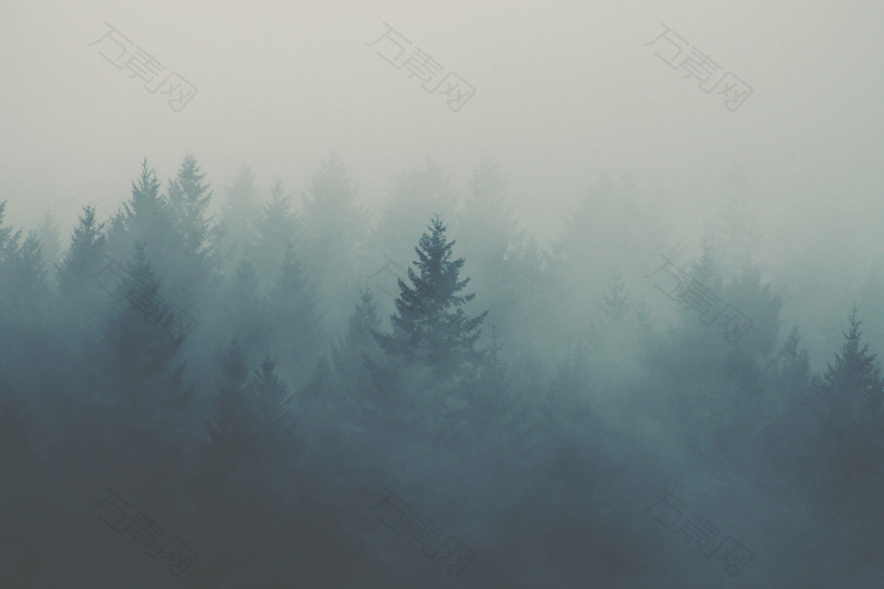 被雾覆盖的森林
