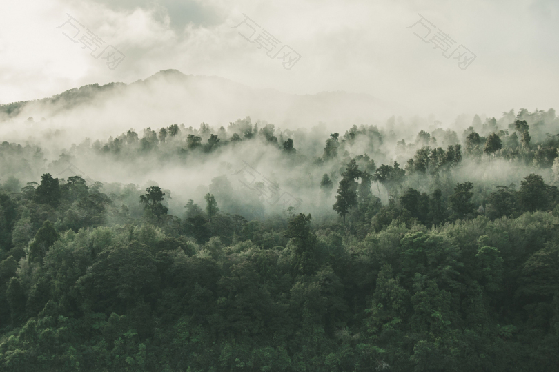 充满白雾的森林