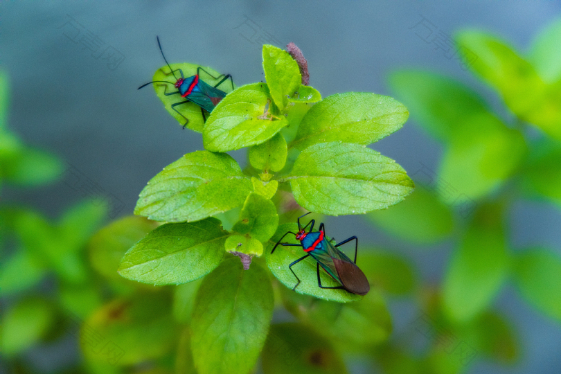 在焦点摄影中栖息在绿叶上的两种绿色的蓝色和蓝色昆虫