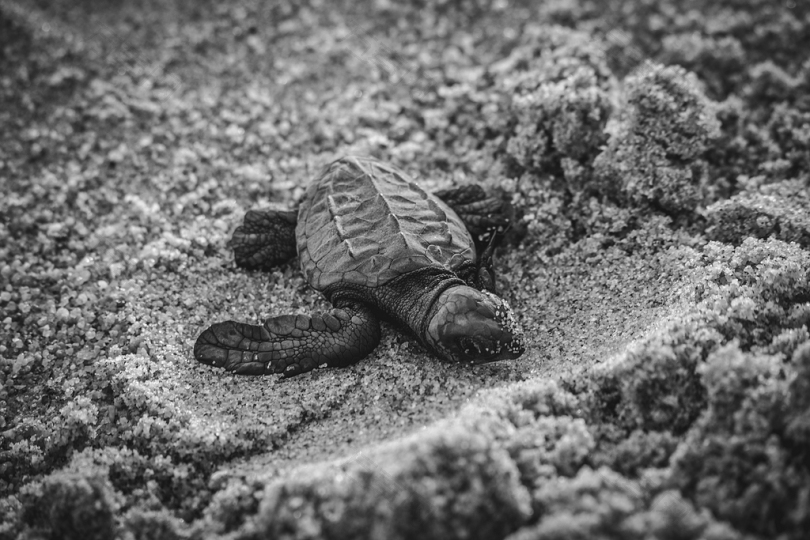 小龟在沙上的选择性聚焦摄影