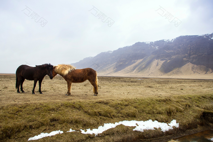 黑色和棕色的马站在山上的绿草地上