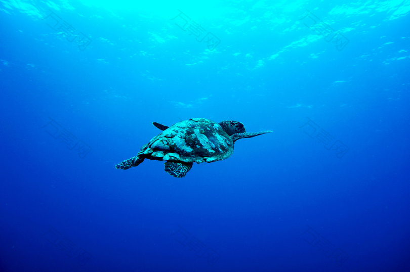 灰海龟在海下游泳