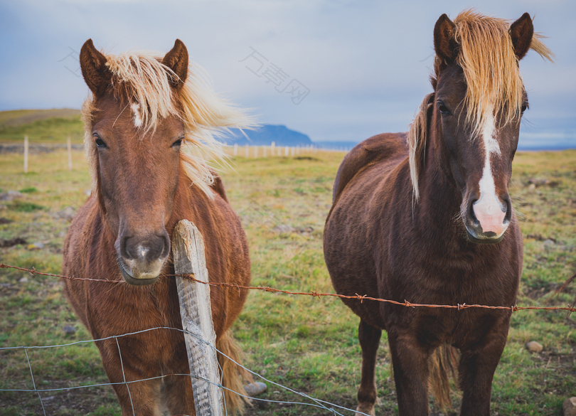 两匹棕色的马白天站在棕色的铁丝网篱笆附近