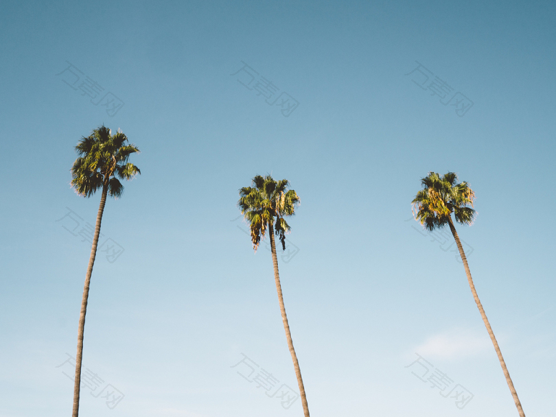 三棵棕榈树