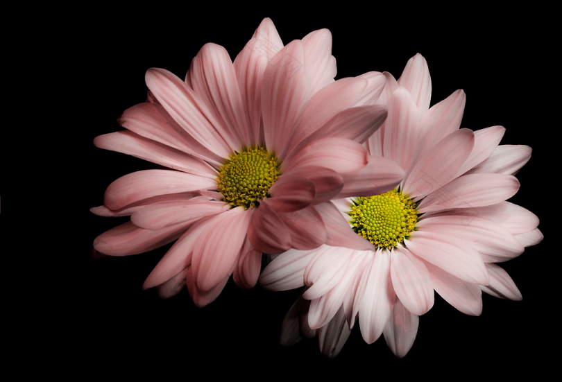 两朵粉红色的雏菊花