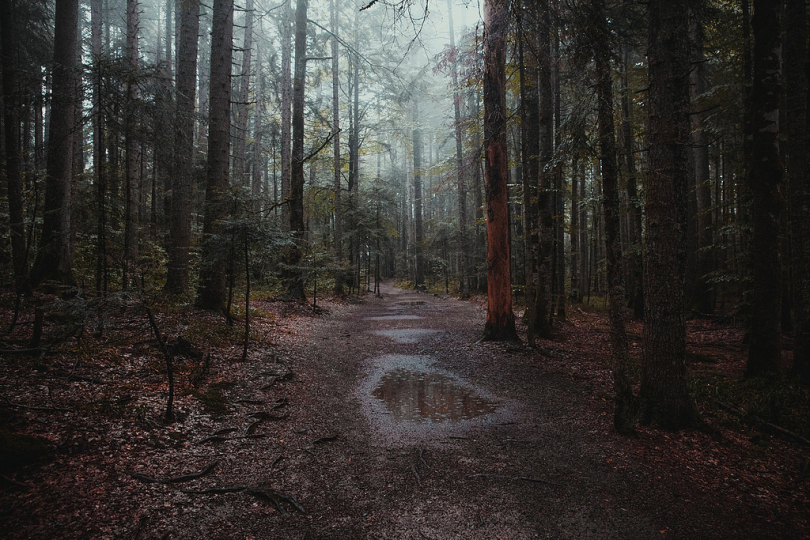 林木间的路径