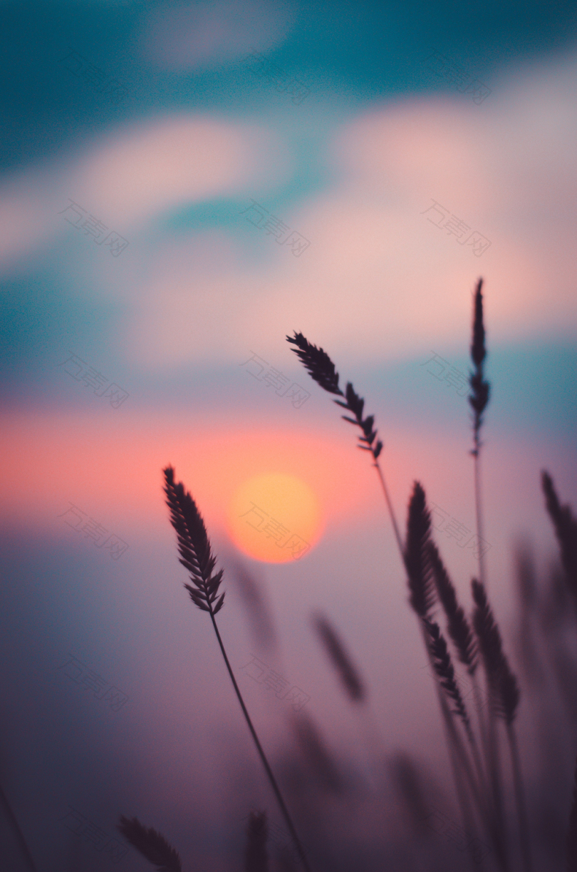 日落时小麦的轮廓