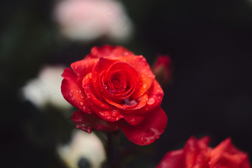 聚焦的红玫瑰