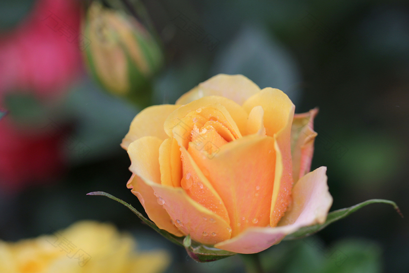 黄玫瑰的浅聚焦摄影