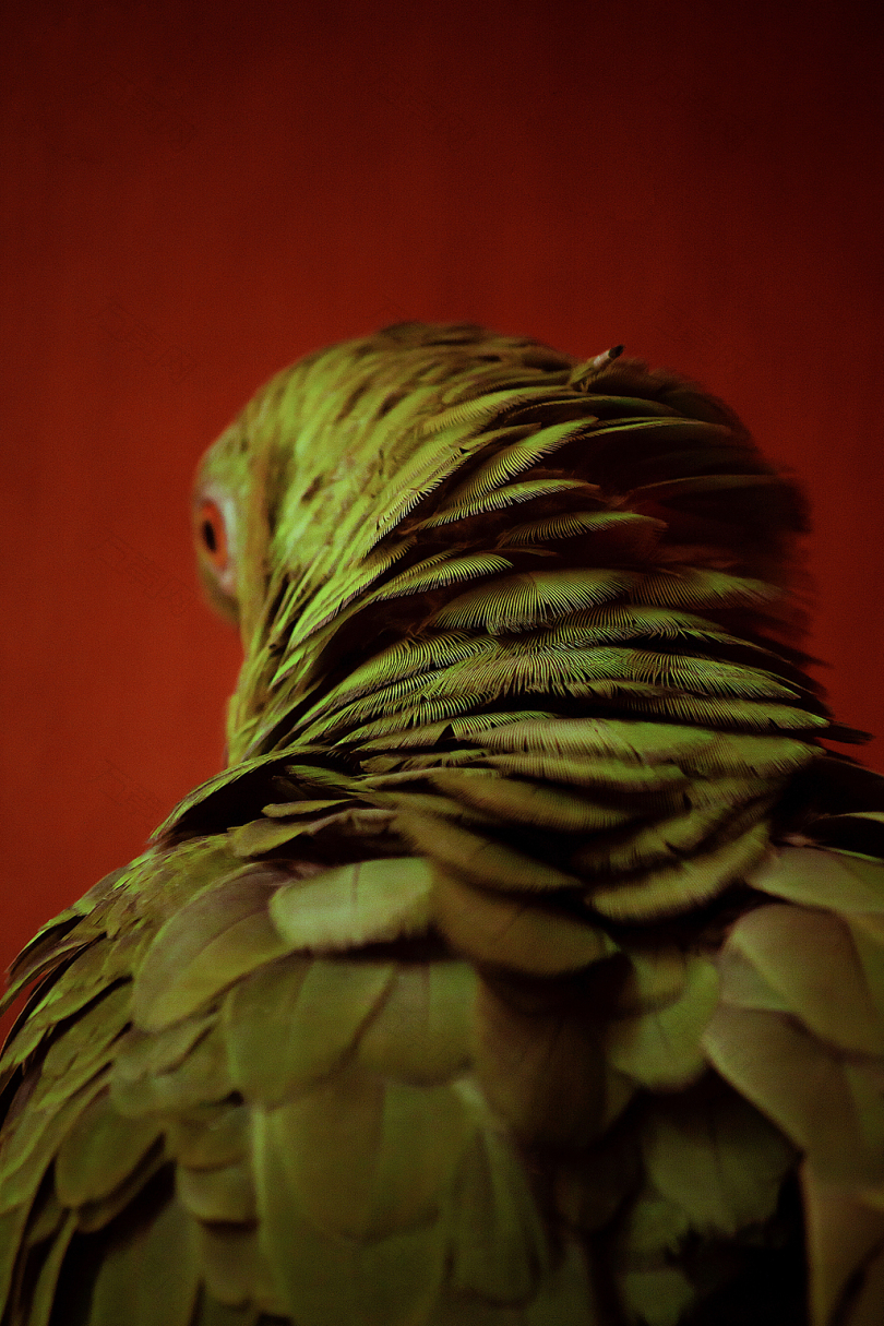 鸟羽毛鹦鹉近距离自然野生动物眼睛背部翅膀宠物红色绿色颜色变焦高清iPhone壁纸壁纸瓜地马拉