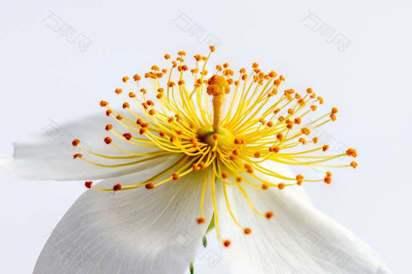 白色和黄色的花瓣花