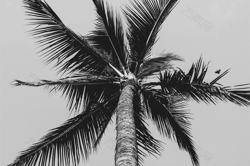 椰子树的灰度低角度摄影