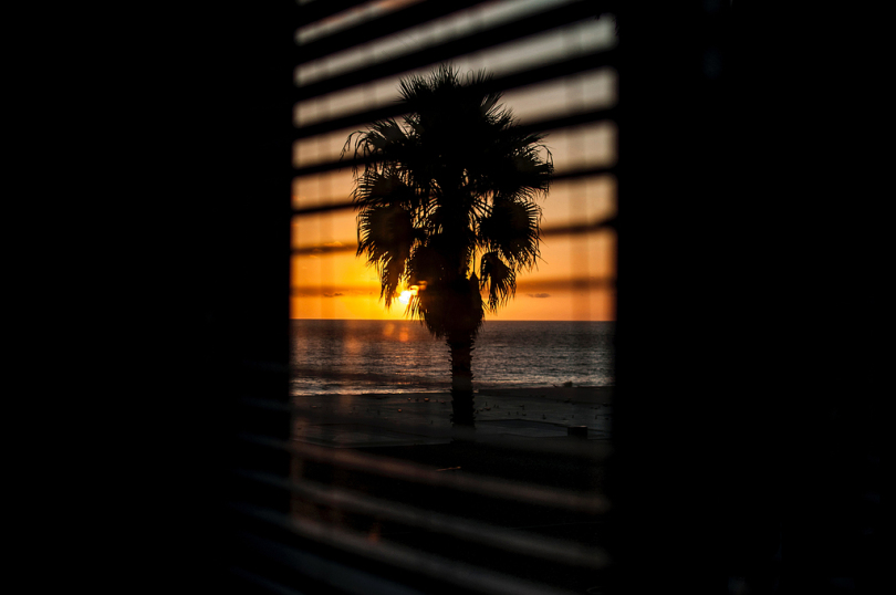 橙色夕阳下的棕榈树观景窗