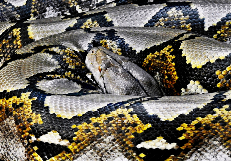蛇蟒蛇网状蟒蛇线圈爬行动物图案伪装纹理鳞片澳大利亚davidclode最长蛇