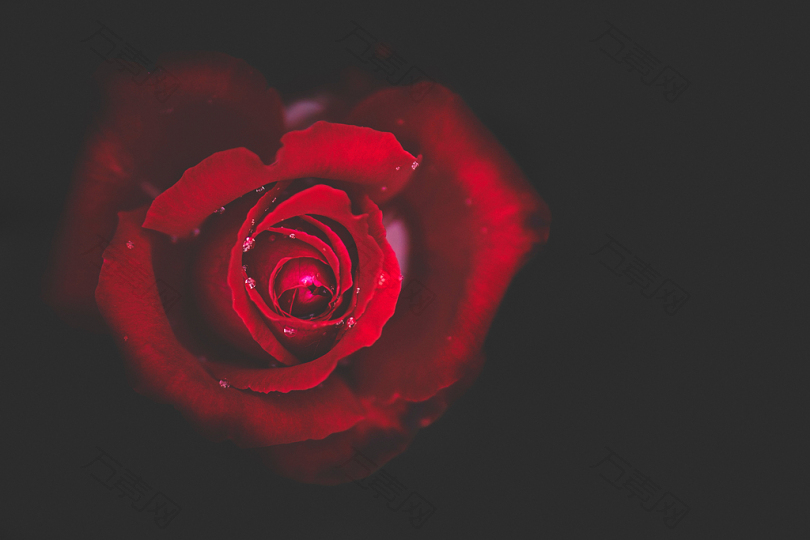 盛开的红玫瑰特写照片