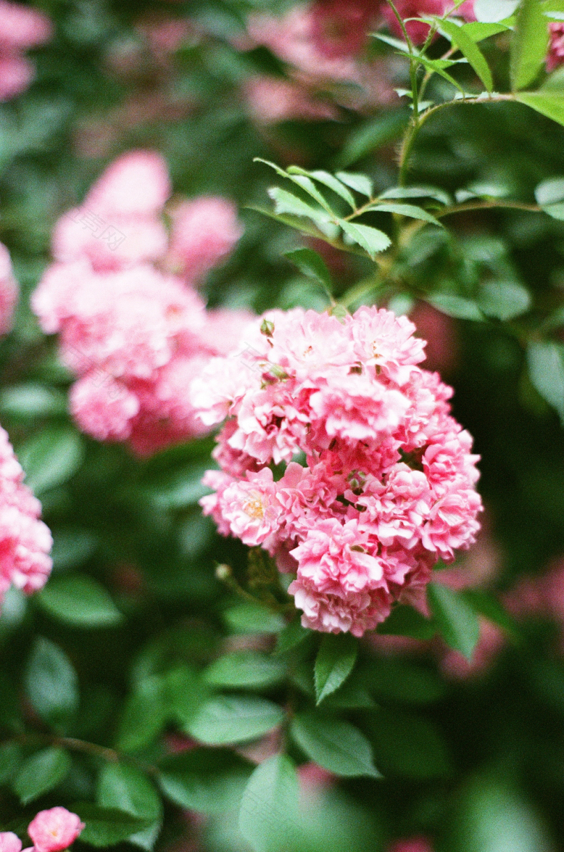 粉红色花的选择性聚焦摄影