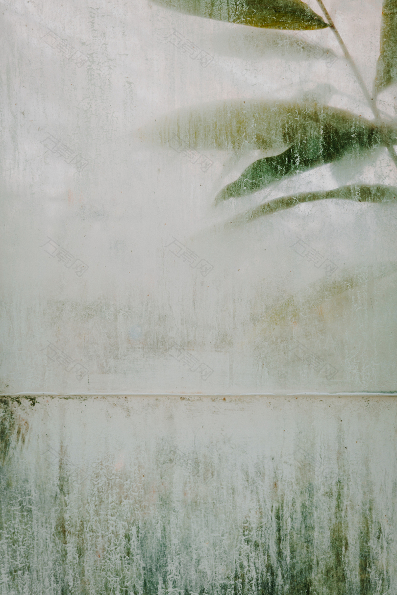 窗户树叶植物水温室绿色潮湿冷凝薄雾蒸汽玻璃水滴壁纸背景灰尘脏物