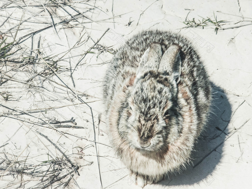 雪地上的灰兔
