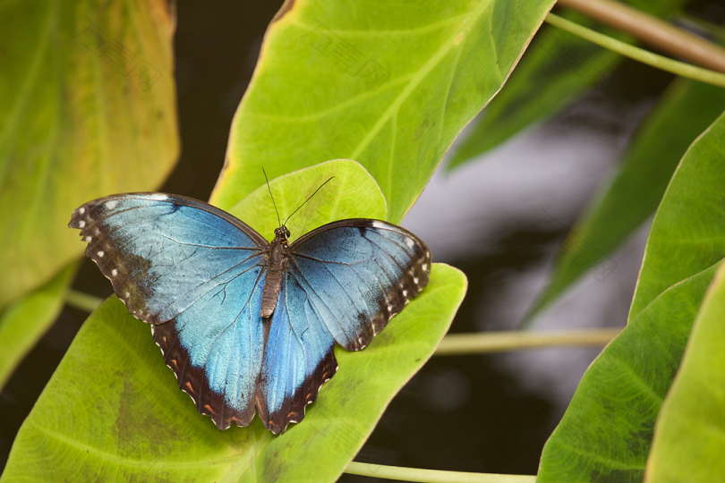 白天绿叶上的蓝蝴蝶和黑蝴蝶
