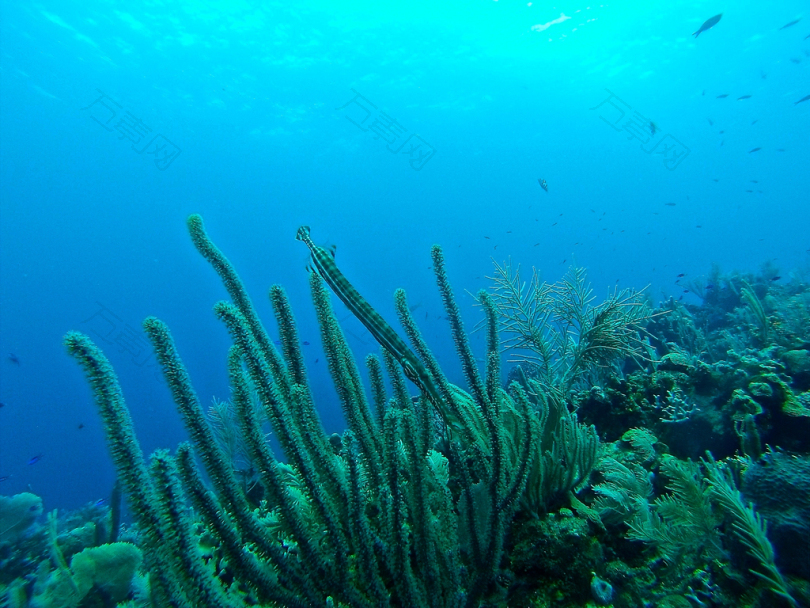 海底生物的水下摄影