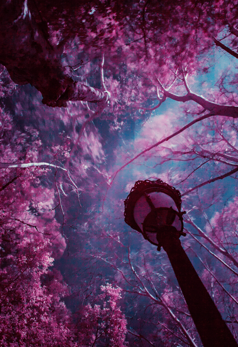 蓝天下的紫叶树