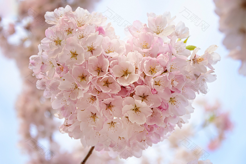 爱心形状的粉红色樱花
