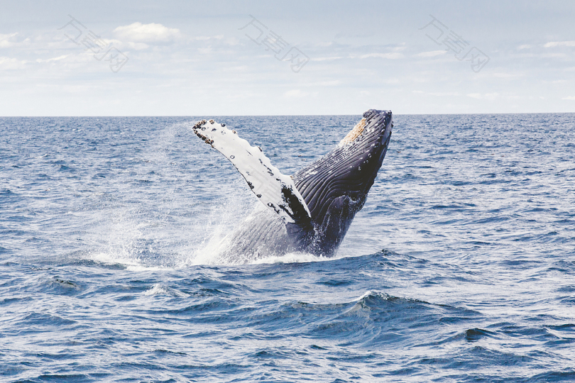 鲸鱼摄影