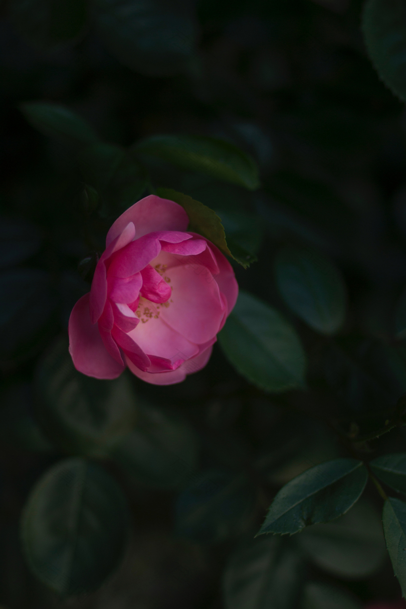 粉红色玫瑰花的选择性聚焦摄影