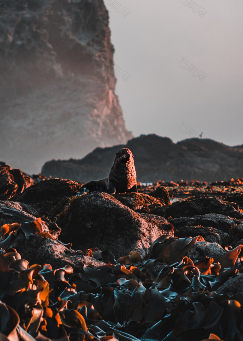 白天被岩石包围的海豹