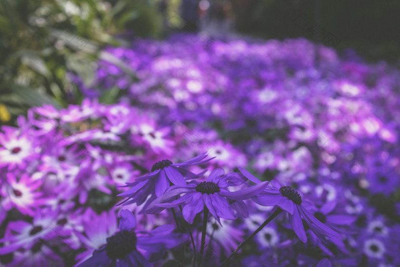 绽放的紫色花瓣图片