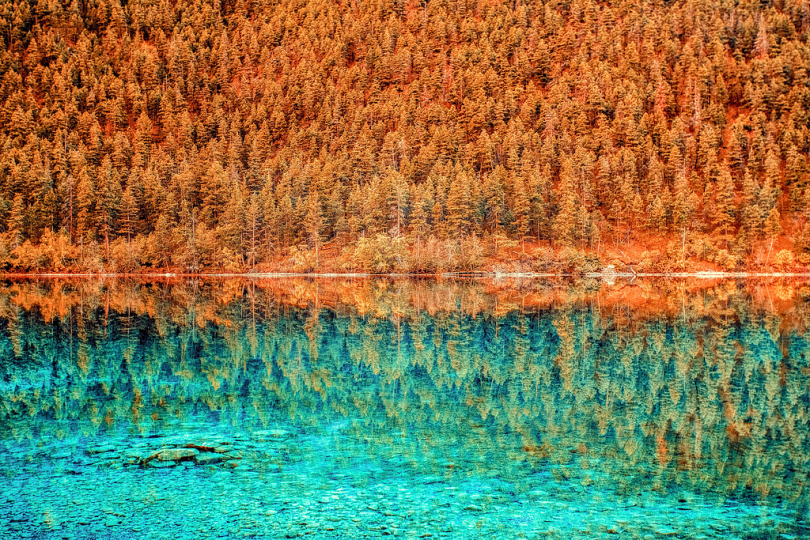 水体中褐色树木反射的景观摄影