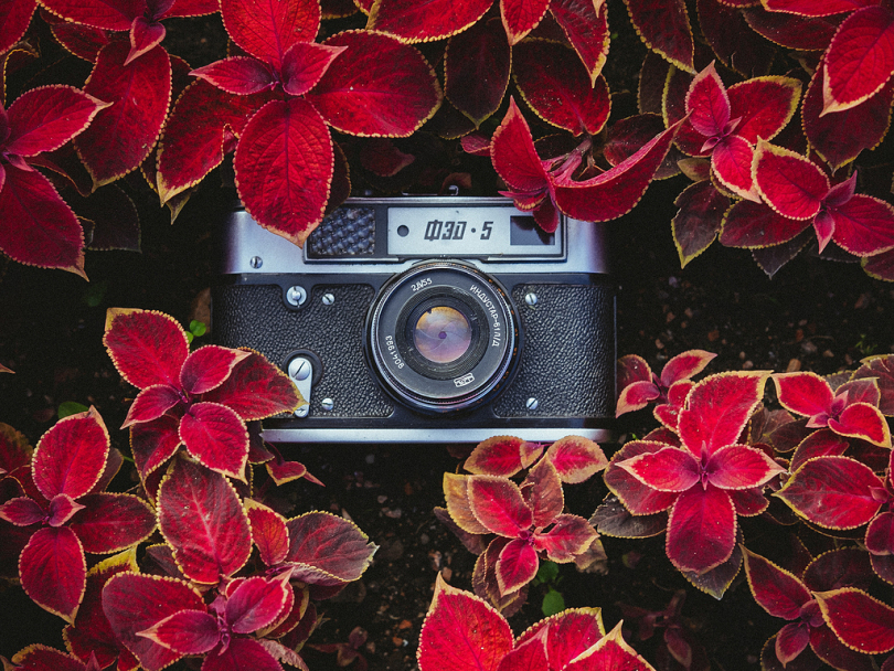 红色植物的黑色和灰色点和相机