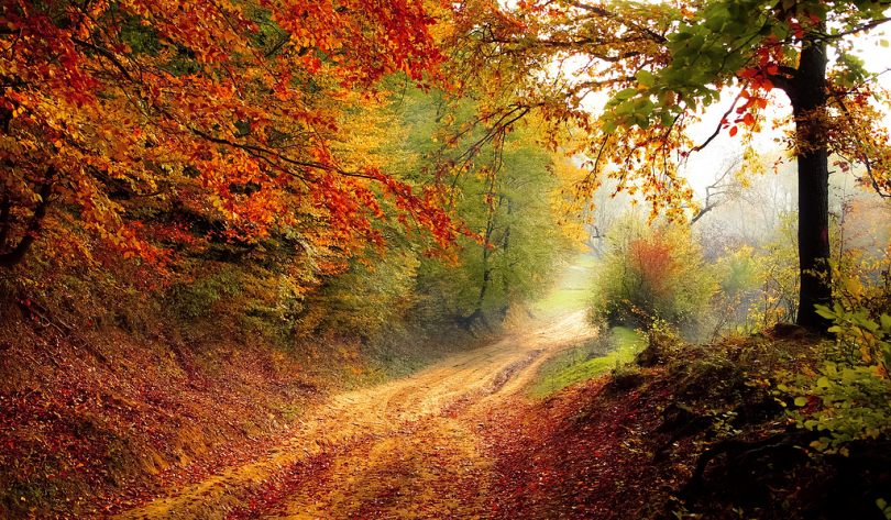 路森林季节秋秋天景观自然森林景观土地上午森林树木