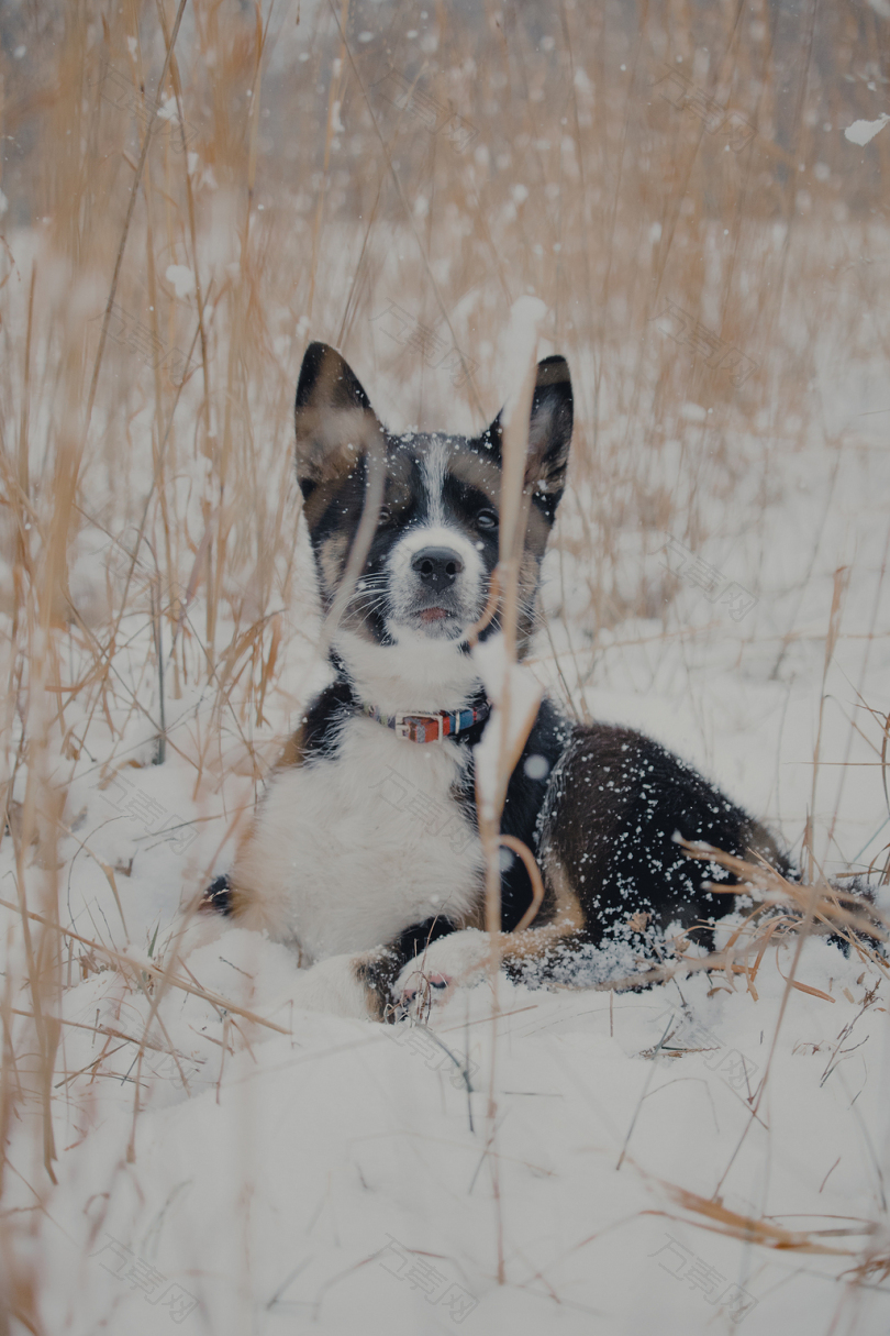雪地上的短涂布黑白相间的狗