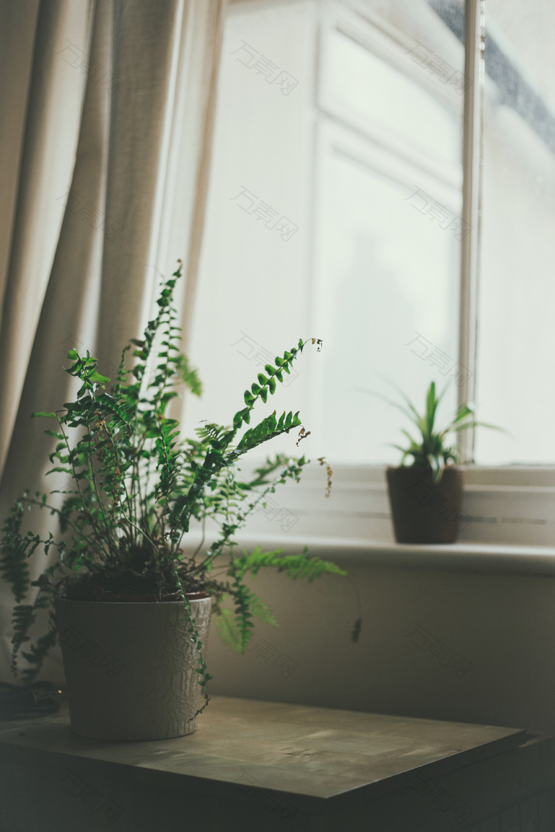 靠近窗边的蕨类植物