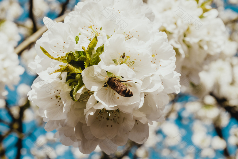 白瓣花上的褐蜂