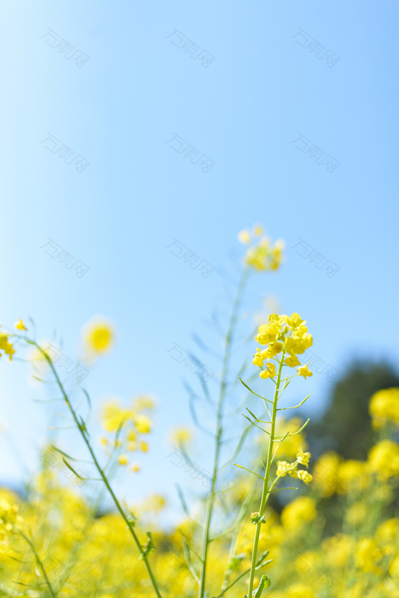 黄色花瓣白天的选择性聚焦摄影
